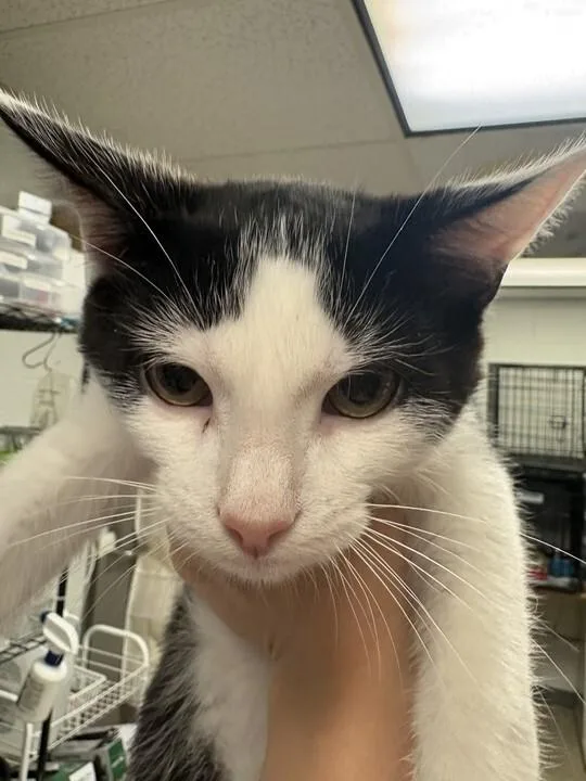 A young medium-sized male Black Domestic Short Hair cat named Wolfgang for adoption in Cincinnati, OH