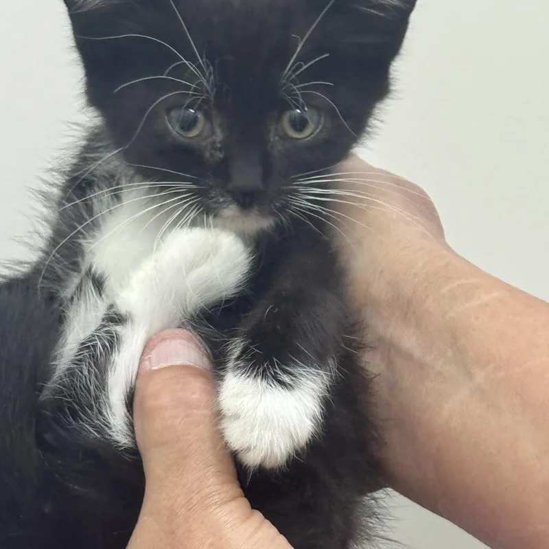 A baby medium-sized female Black & White / Tuxedo Domestic Short Hair cat named Sweet Pea for adoption in Sonora, CA