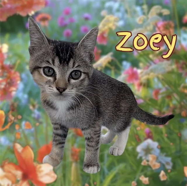 Zoey
