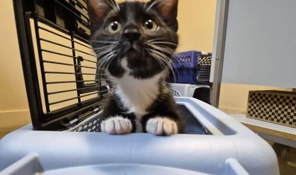 A baby medium-sized male Domestic Short Hair cat named Anglerfish for adoption in Oceanside, CA
