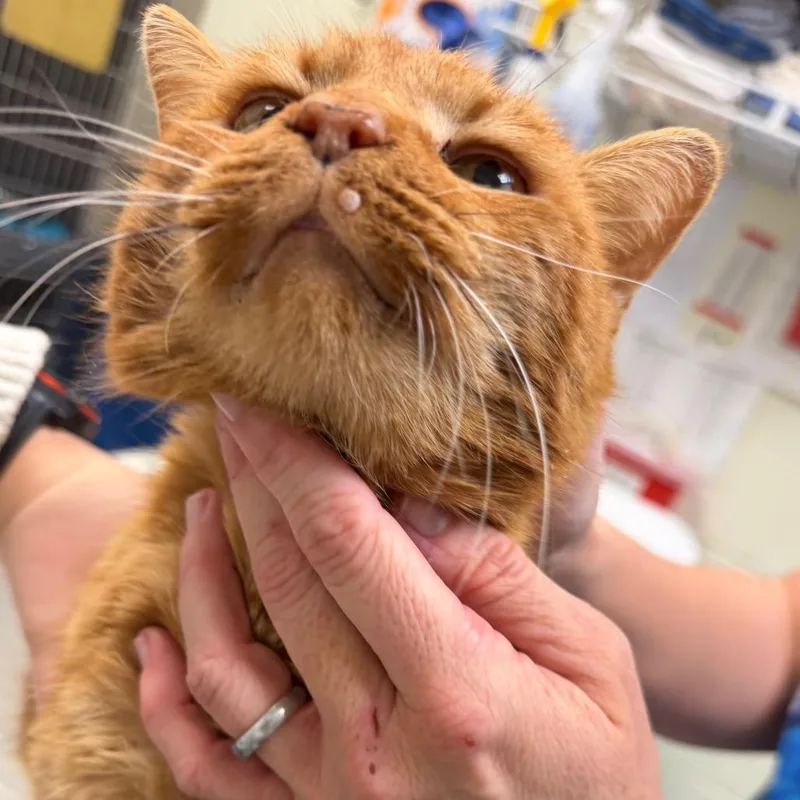 Tungsten thumbnail 2