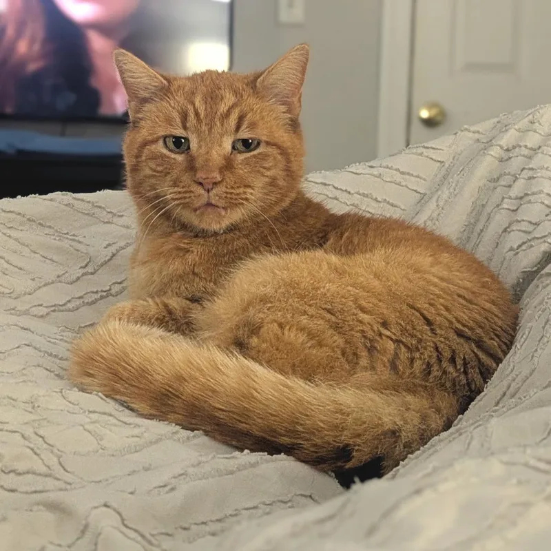 Tungsten thumbnail 3