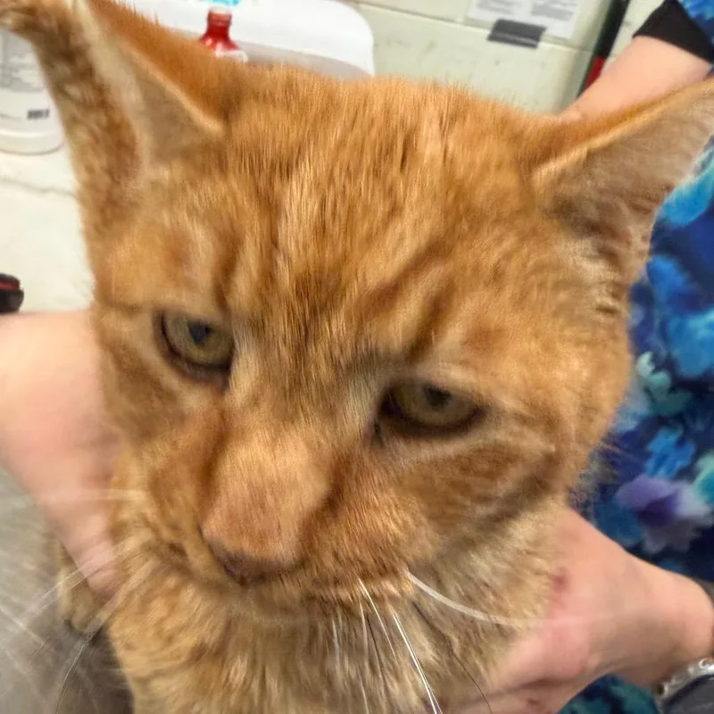 Tungsten thumbnail 4