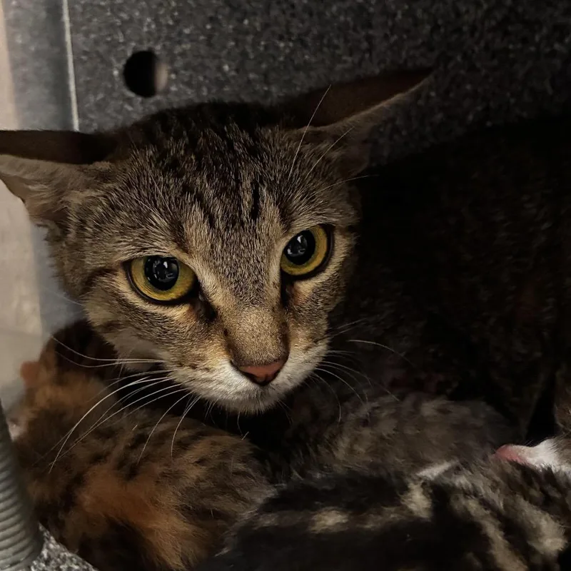 An adult medium-sized female Gray / Blue / Silver Domestic Short Hair cat named Tamarindo for adoption in Edinburg, TX