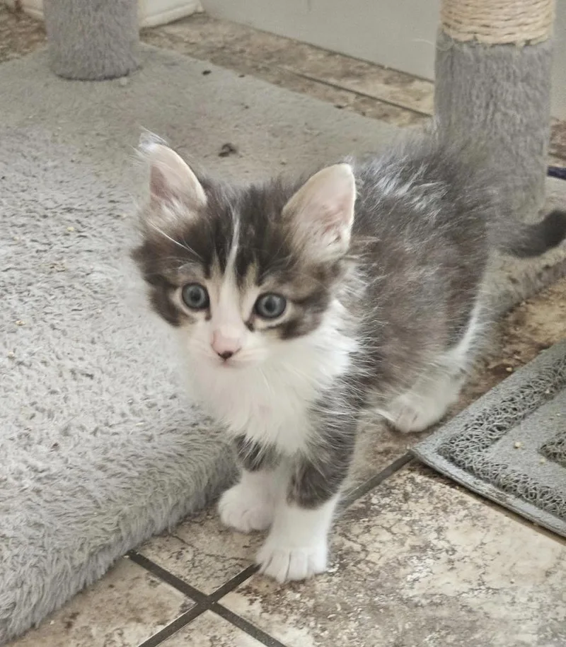 Nixy