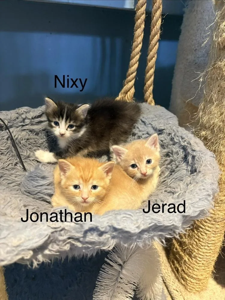 Nixy thumbnail 2
