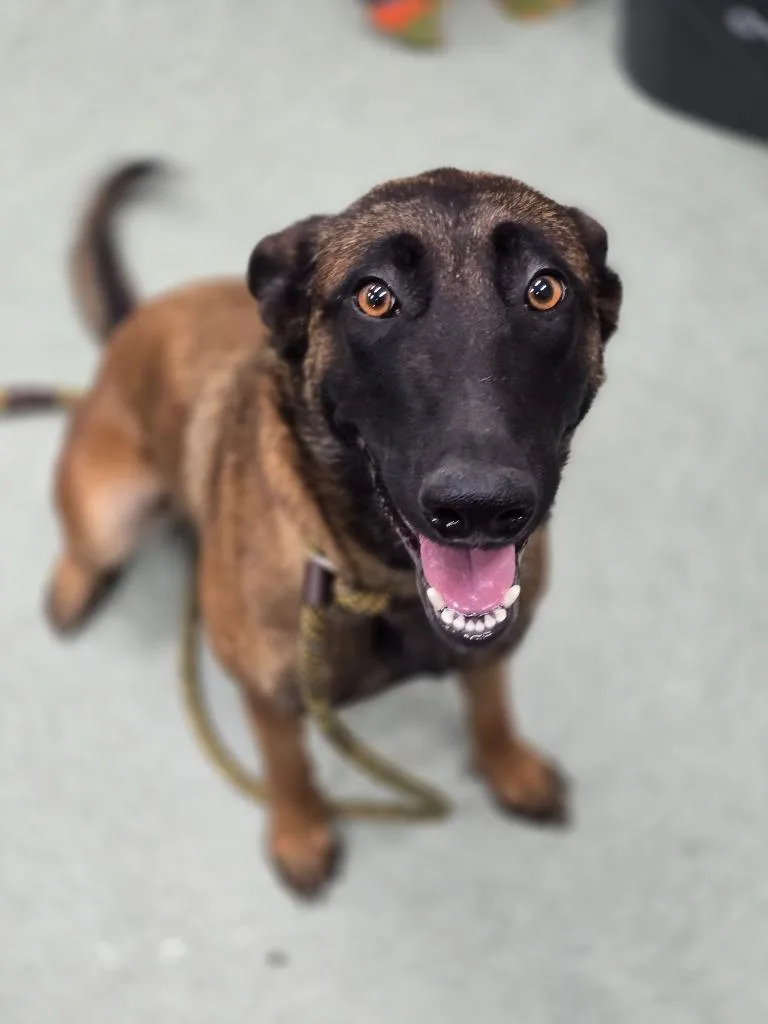 A young medium-sized female Belgian Shepherd / Malinois dog named Ruby hold until for adoption in Danielsville, GA