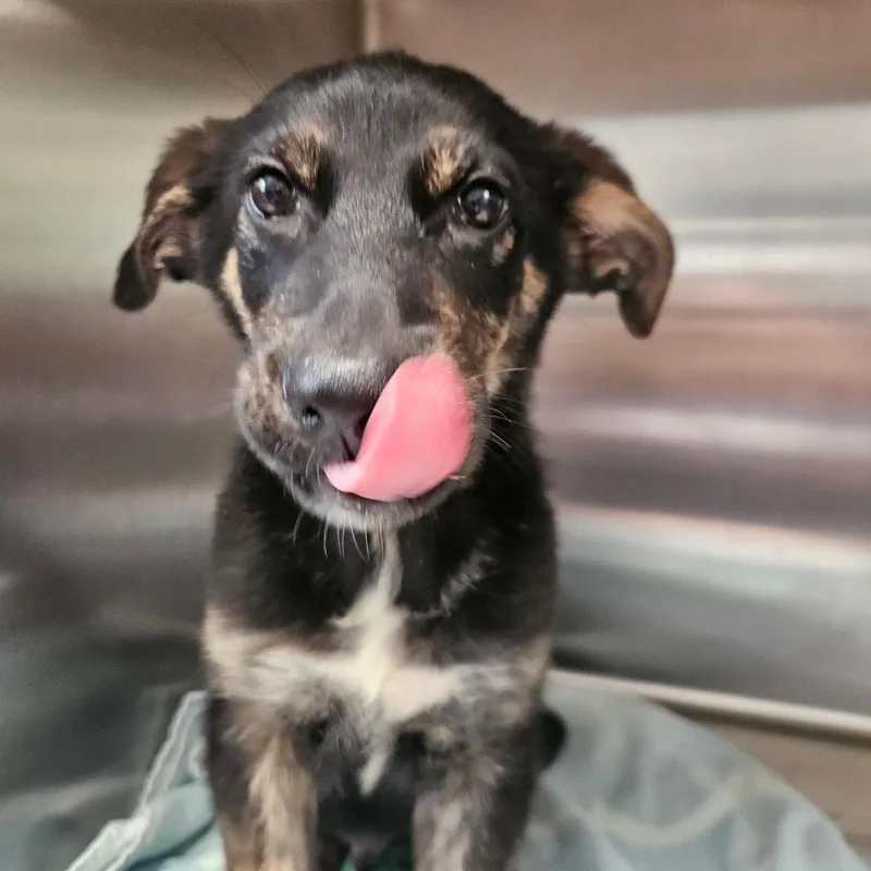 A baby medium-sized male Brown / Chocolate Shepherd dog named Beetle for adoption in Phoenixville, PA