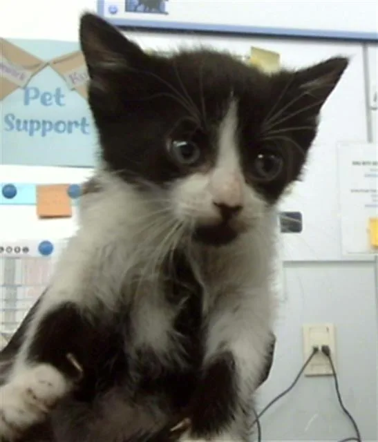A baby medium-sized male Domestic Short Hair cat named Squirt for adoption in Dallas, TX