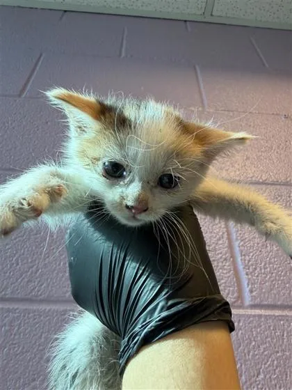 A baby small-sized female White Domestic Long Hair cat named 60888734 for adoption in El Paso, TX