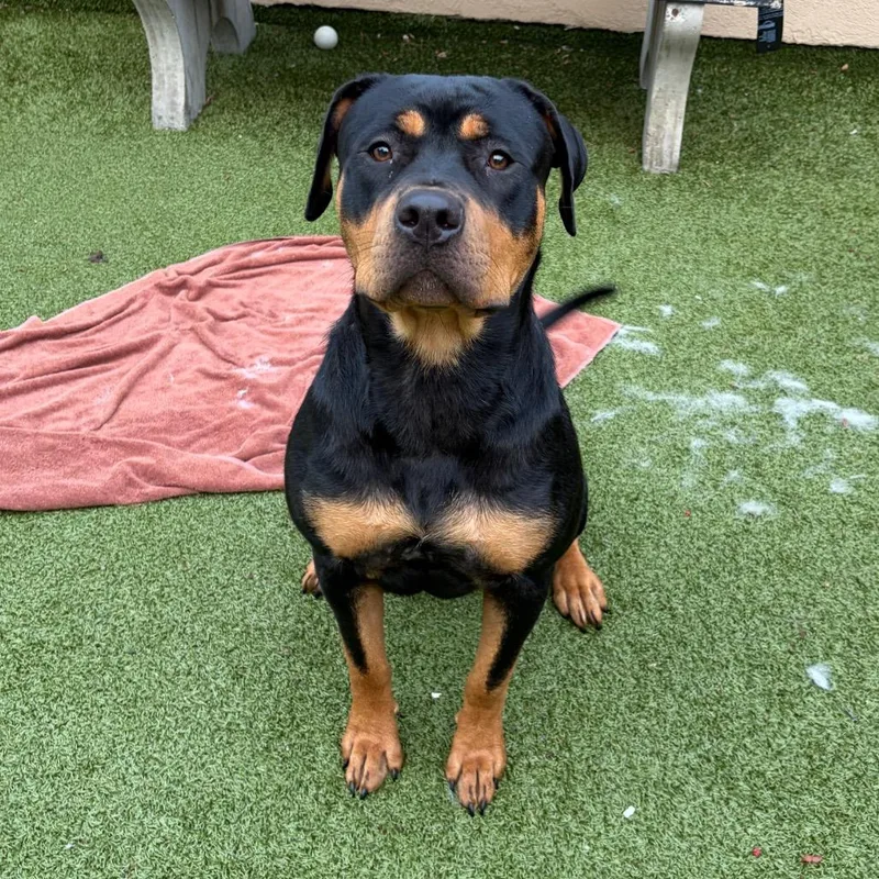 An adult large-sized female Black Rottweiler dog named Samara for adoption in Binghamton, NY