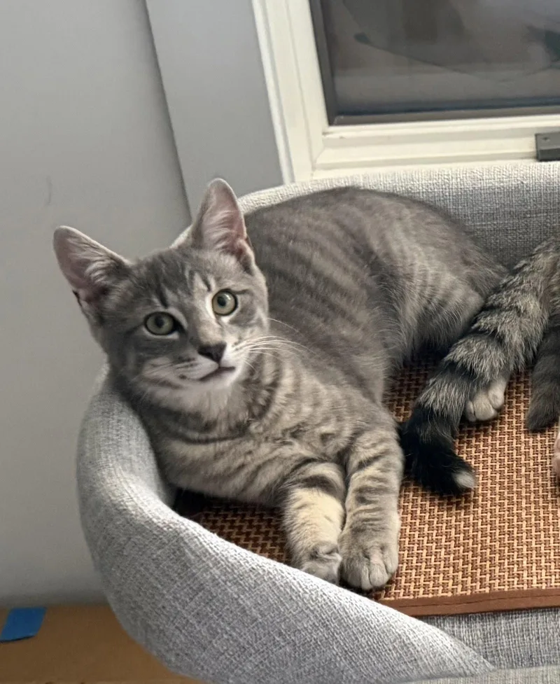 A baby medium-sized female Domestic Short Hair cat named Tsunami for adoption in Lancaster, PA