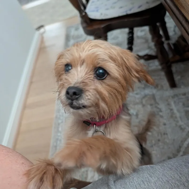 Ivy thumbnail 4