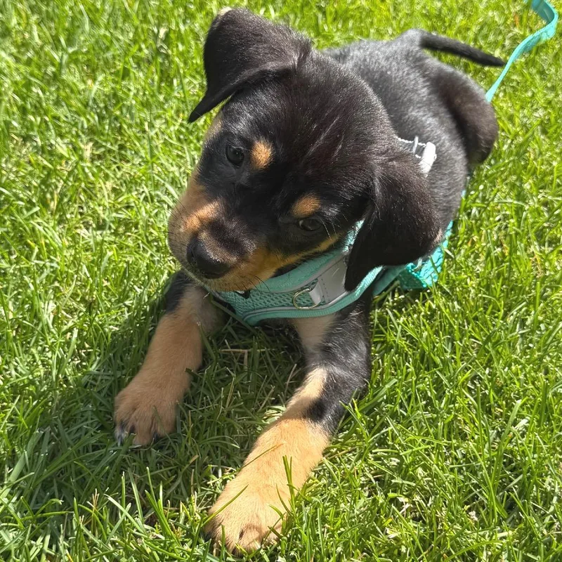 A baby small-sized female Black Mixed Breed dog named Tutter for adoption in Buffalo, MN