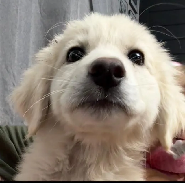 A baby large-sized male Great Pyrenees dog named Yubi for adoption in Midway, UT