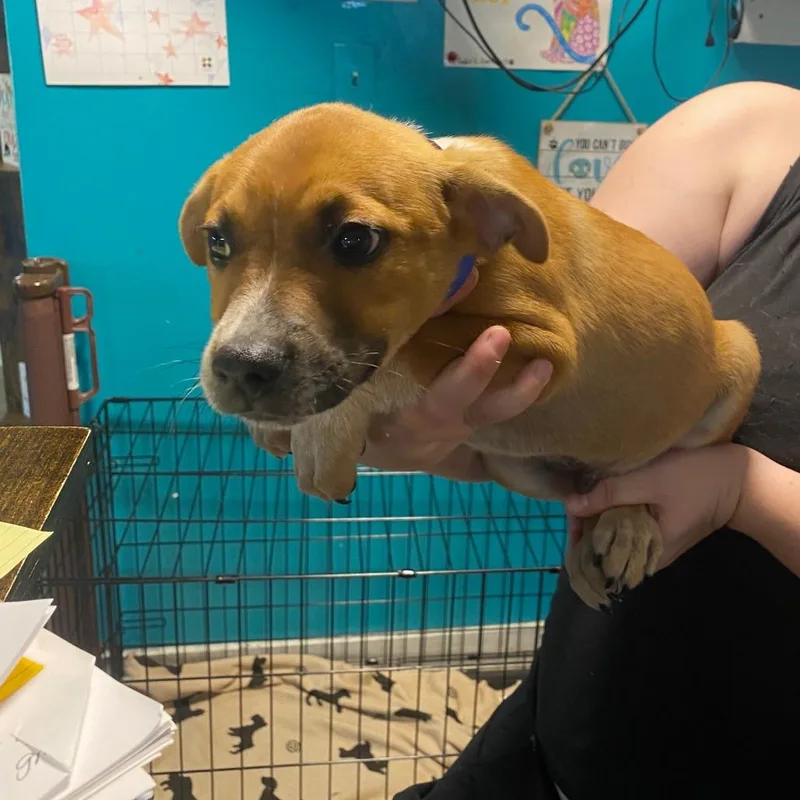 A baby medium-sized male Yellow / Tan / Blond / Fawn Mixed Breed dog named Logan for adoption in Jefferson city, TN