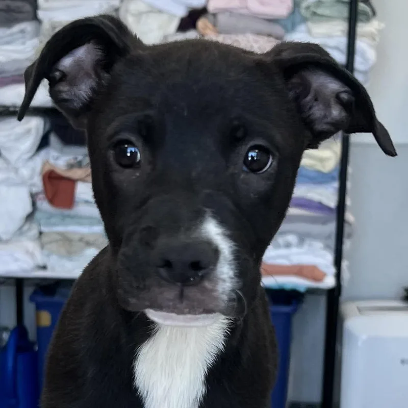 A baby small-sized female Black Mixed Breed dog named Nicole for adoption in Las Cruces, NM