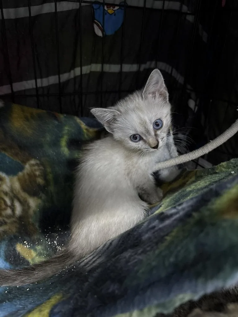 A baby medium-sized female Domestic Short Hair cat named Bluey for adoption in St. Cloud, MN