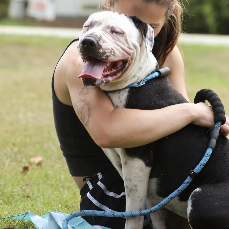 An adult medium-sized female Black Bulldog dog named Superstar for adoption in Columbia, SC