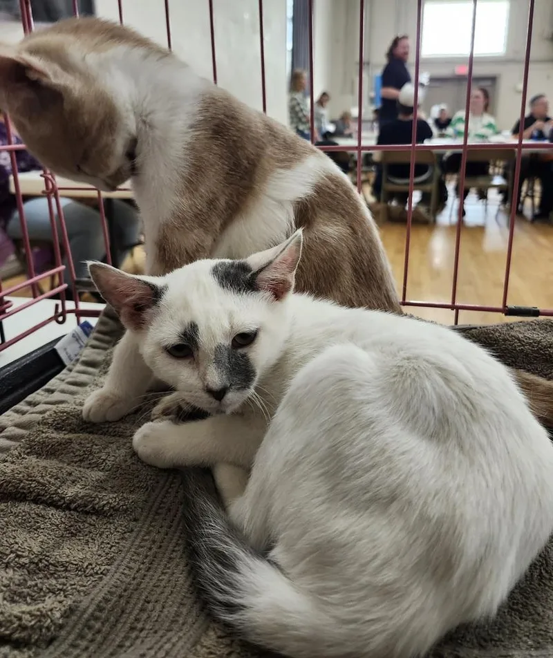 A baby medium-sized male Domestic Short Hair cat named Bentley for adoption in East Greenville, PA