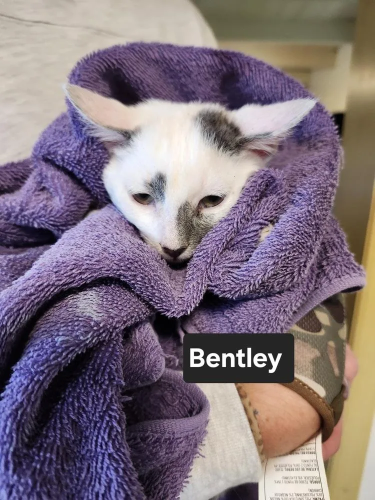 Bentley thumbnail 2