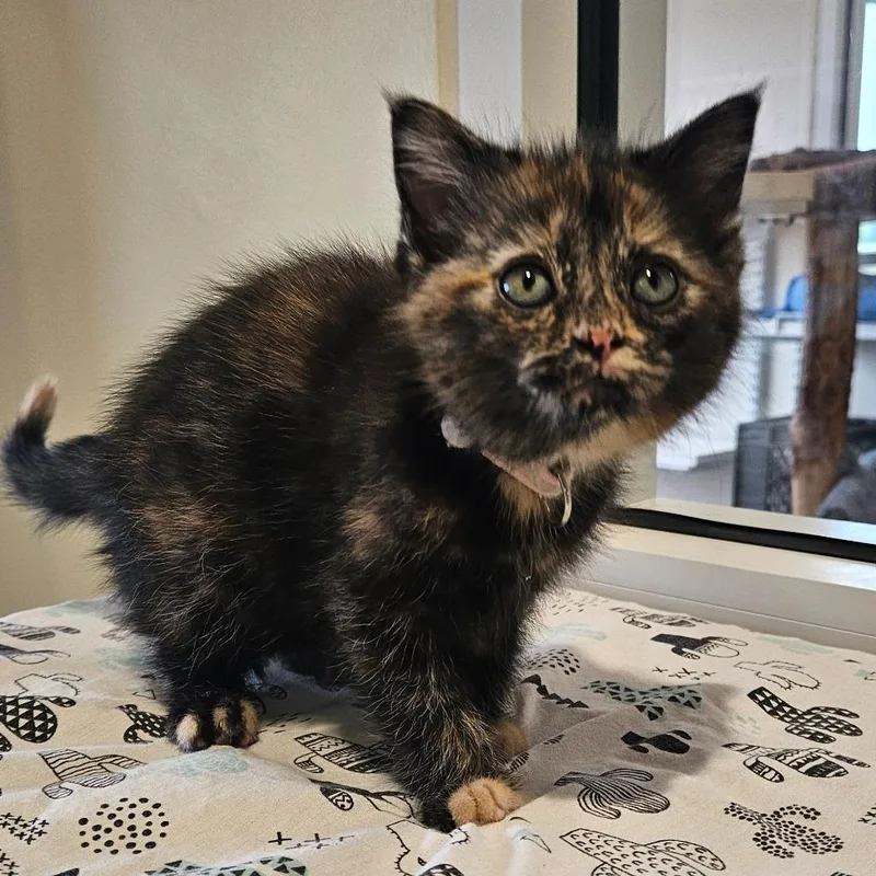 A baby small-sized female Domestic Medium Hair cat named Katia for adoption in Fremont, OH