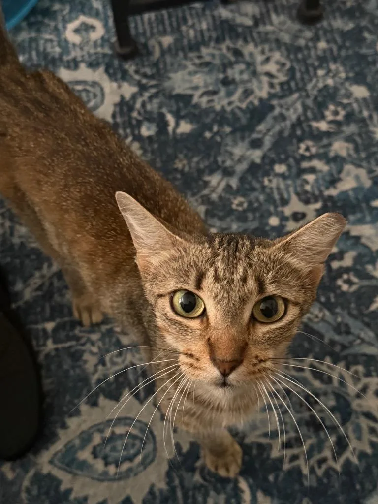 A young medium-sized female Tabby cat named Cinnamon for adoption in San Antonio, TX