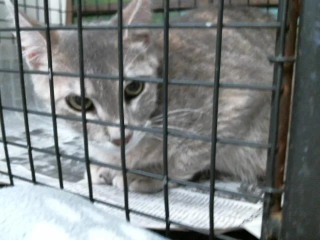 An adult small-sized female Domestic Short Hair cat named Zelda for adoption in Houston, TX