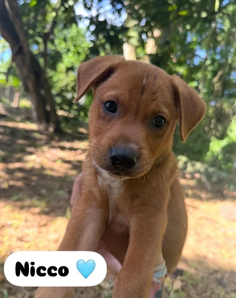 A baby medium-sized male Labrador Retriever dog named Nico  The Sweeto for adoption in Carolina, PR