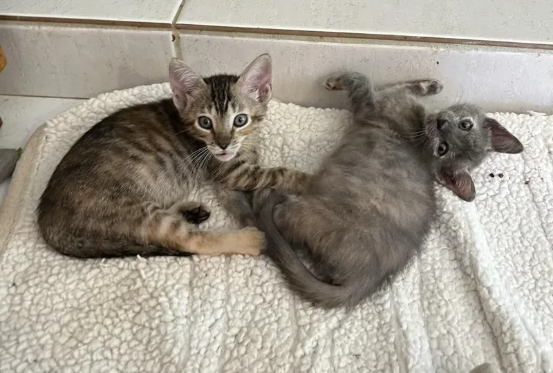 Smokie & Sparkle Bonded thumbnail 2