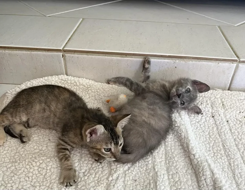 Smokie & Sparkle Bonded thumbnail 3