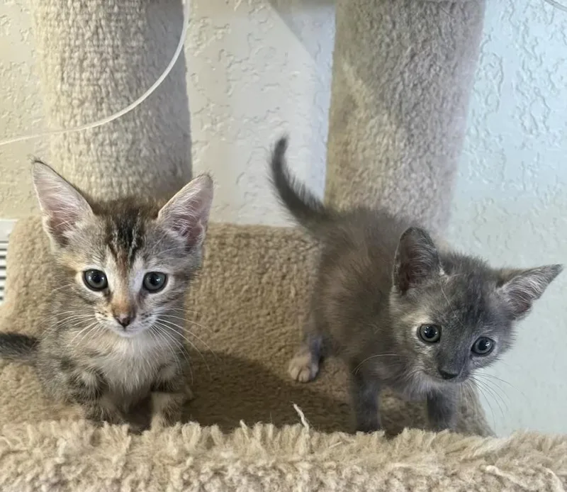 A baby small-sized female Dilute Tortoiseshell Domestic Short Hair cat named Smokie & Sparkle Bonded for adoption in Boca Raton, FL