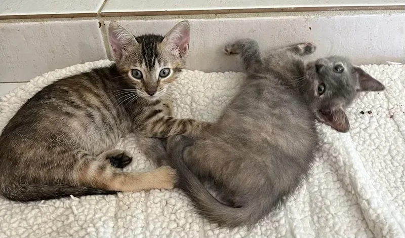 Smokie & Sparkle Bonded thumbnail 4