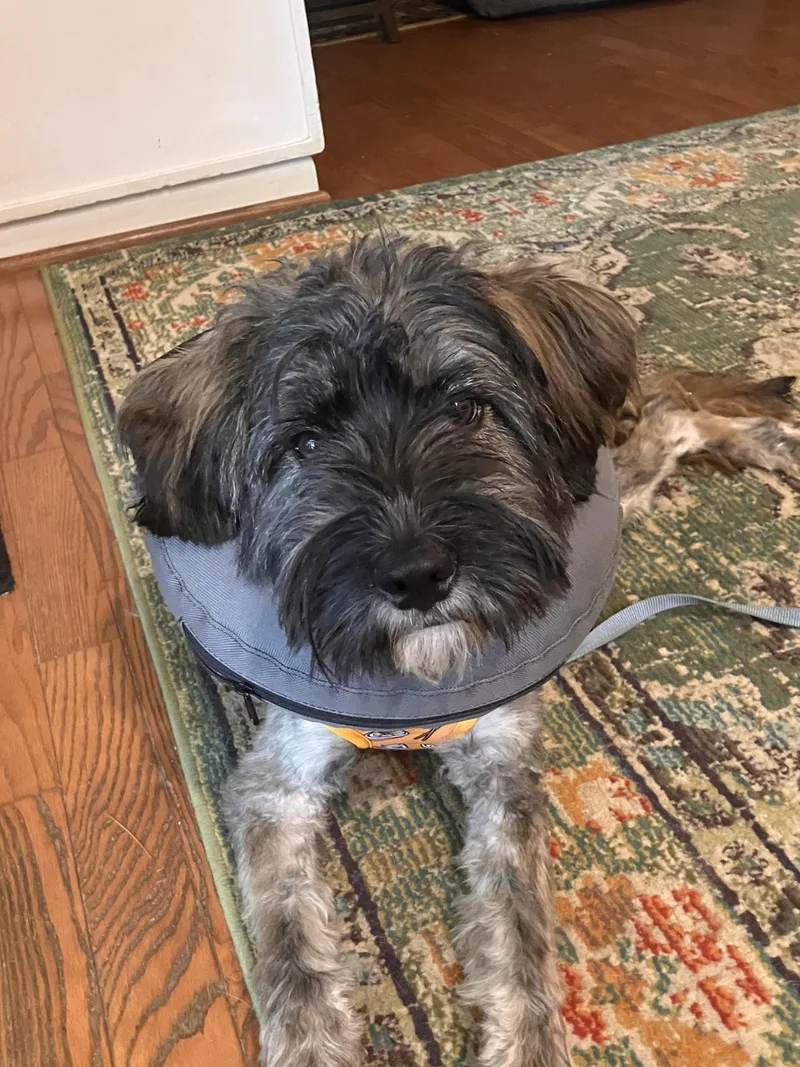 A young medium-sized male Brown / Chocolate Terrier dog named Rascal for adoption in Falls Church, VA