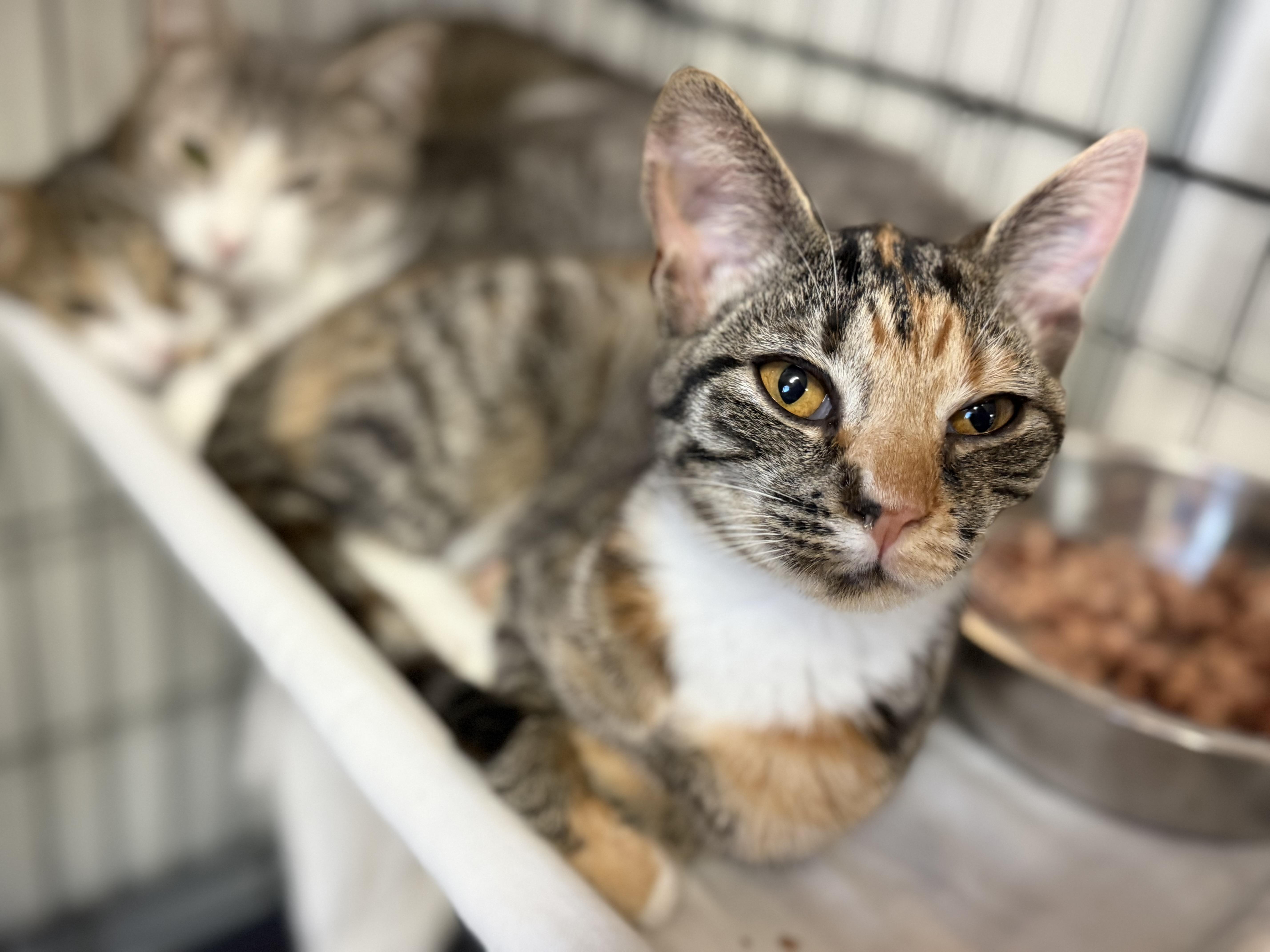 A baby medium-sized female Tabby cat named Everything Nice for adoption in Columbia, SC