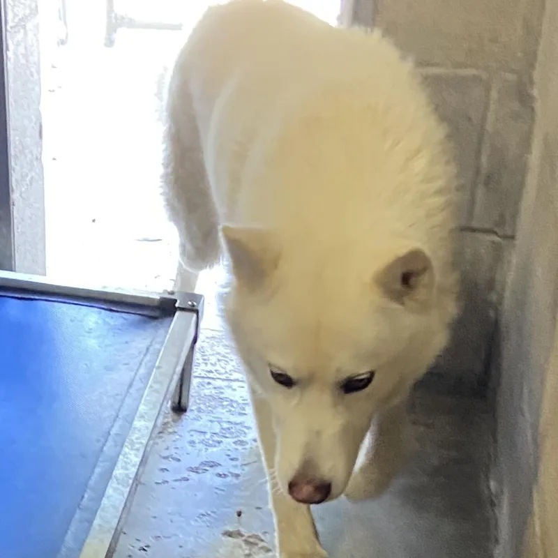 An adult medium-sized male White / Cream Mixed Breed dog named Snow Patrol for adoption in Melrose, FL