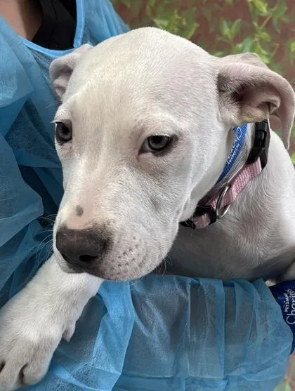 A young small-sized female American Staffordshire Terrier dog named Mardi Gras for adoption in San Antonio, TX