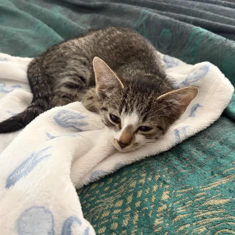A baby small-sized male Gray / Blue / Silver Domestic Short Hair cat named Sophie for adoption in Buffalo, MN