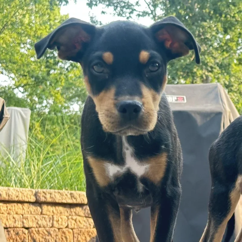 A baby medium-sized male Tricolor (Brown, Black, & White) Mixed Breed dog named Maverick for adoption in South Plainfield, NJ