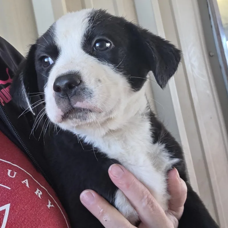 A baby medium-sized male Black German Shepherd Dog dog named Walker for adoption in Midland, TX