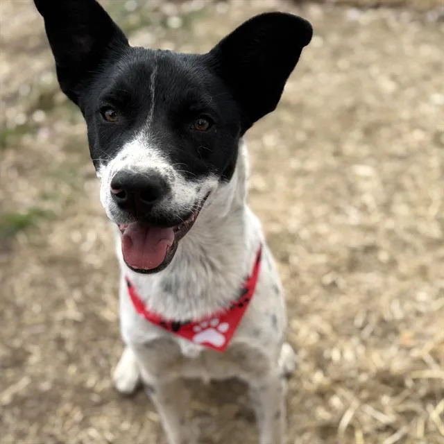 A young medium-sized male Border Collie dog named Greyson for adoption in San Antonio, TX