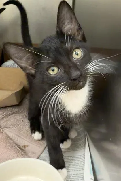 A baby small-sized male Domestic Short Hair cat named Dos for adoption in West Chester, PA
