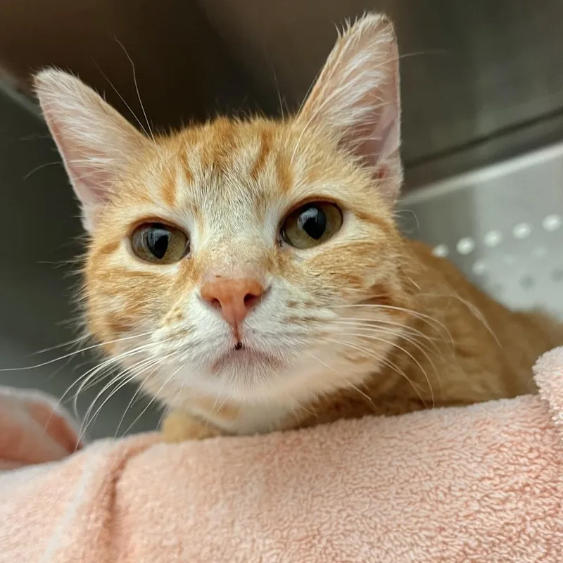 An adult medium-sized female Orange / Red Domestic Short Hair cat named Pichu for adoption in Pittsburgh, PA