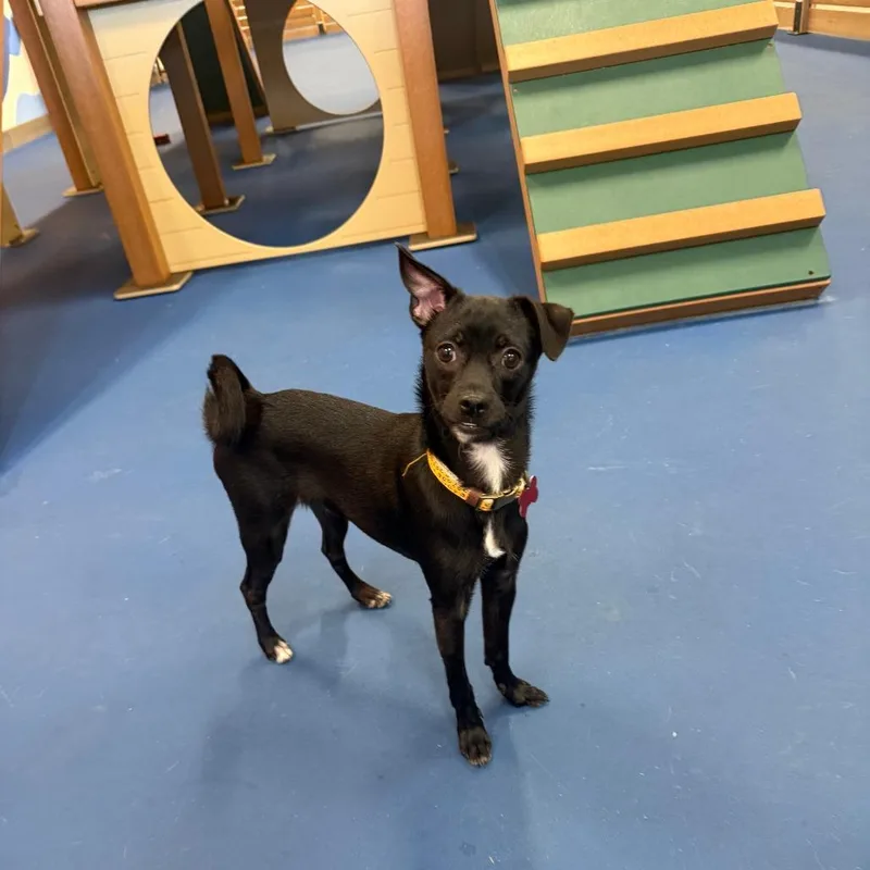 A baby small-sized male Black Pug dog named Orbit for adoption in Oceanside, CA