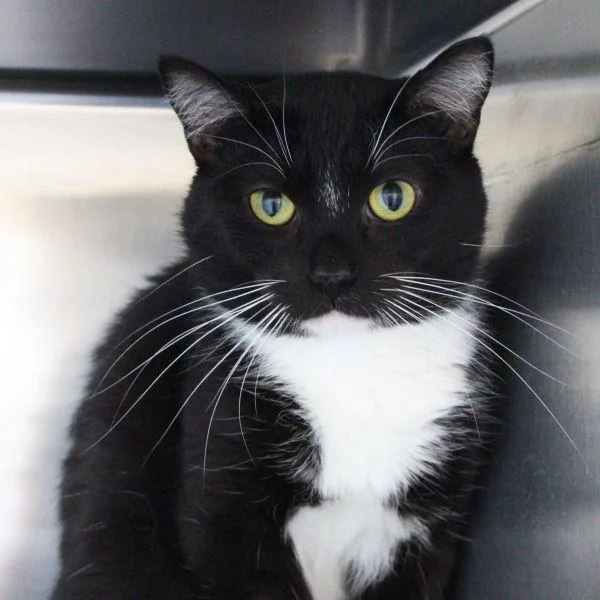 A young medium-sized male Domestic Short Hair cat named Astro Bonded Buddy for adoption in Des Moines, IA