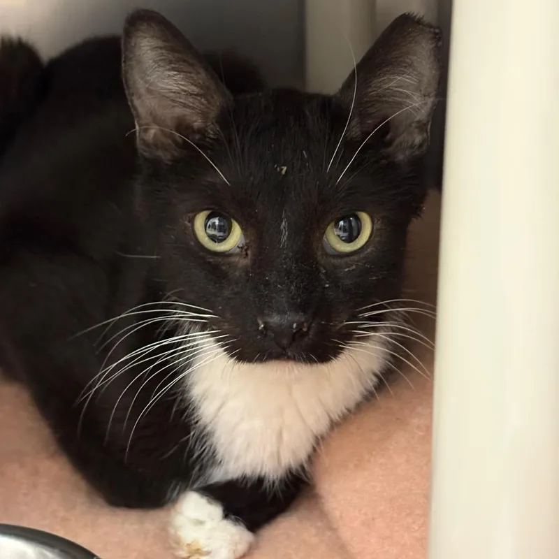 An adult medium-sized male Black Domestic Short Hair cat named Foof for adoption in Kanab, UT
