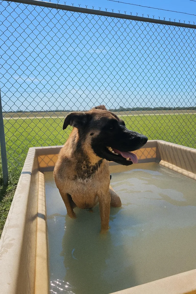 An adult large-sized male Yellow / Tan / Blond / Fawn Belgian Shepherd / Malinois dog named Ace for adoption in Port Lavaca, TX