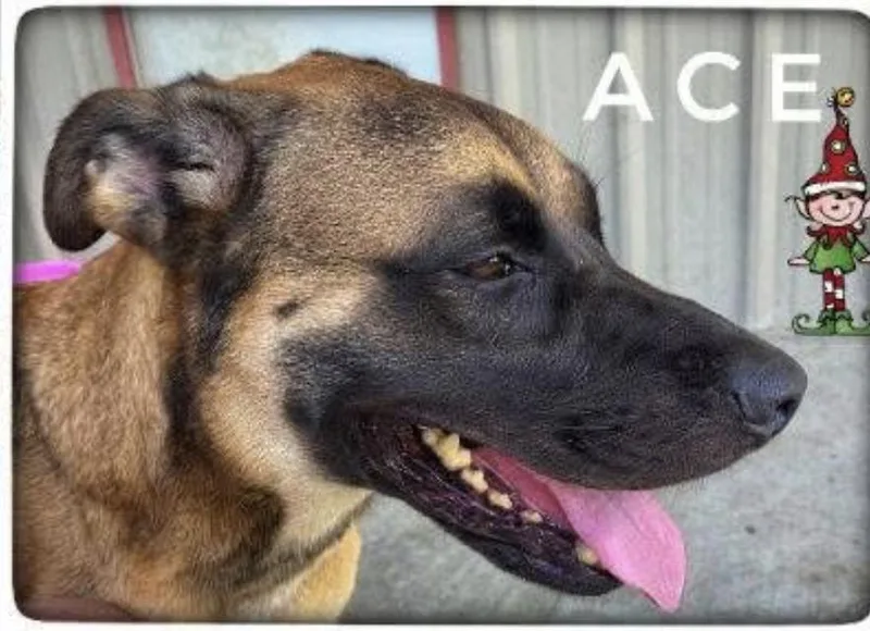 Ace thumbnail 5