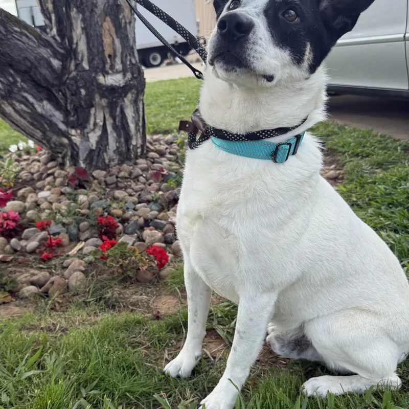 Charlie Brown thumbnail 2