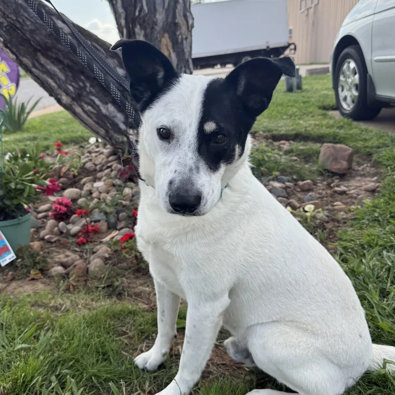 Charlie Brown thumbnail 3